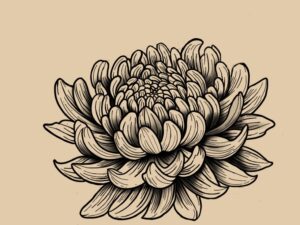SOLD Chrysanthemum