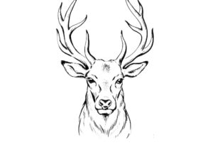 Stag