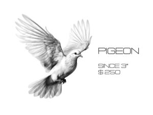 Pigeon